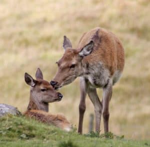 9 Red Deer Hind Grooming Fawn by Ronnie Galloway V2