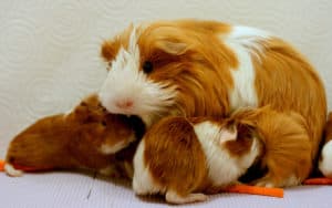 breastfeeding guinea-pig