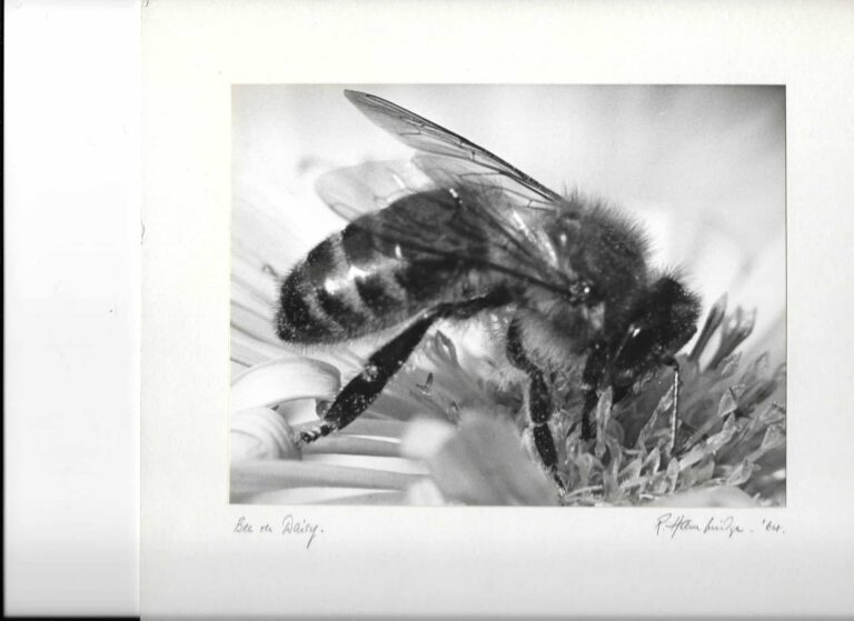 Scan 1964 bee on daisy