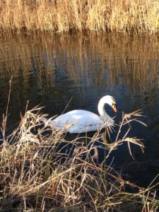 Celtic wisdom swans