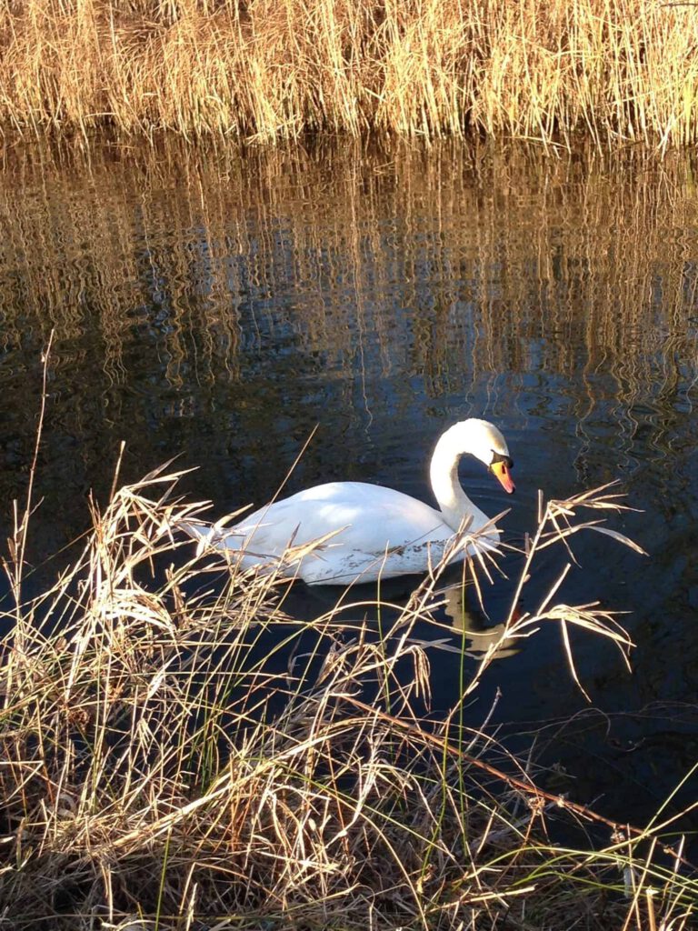 Swan in fen landscape