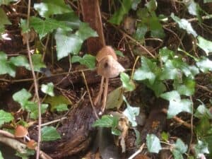Delicate toadstools convert dead wood into new life
