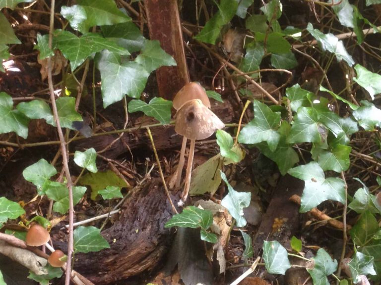 Delicate toadstools