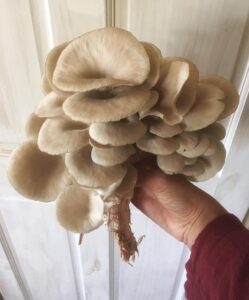 A hand holds a clump of mushrooms, grown for cooking. This s shows how nourishing mushrooms can be.