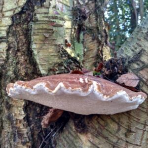 Bracket fungus growing out of a birch trunk, to show it changing dead wood into beauty.