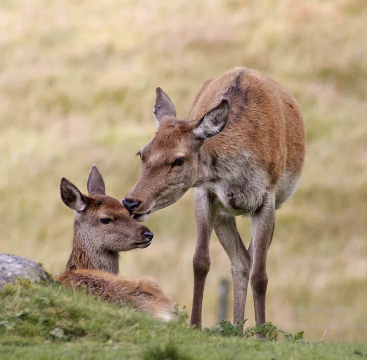 Red deer hind grooming fawn