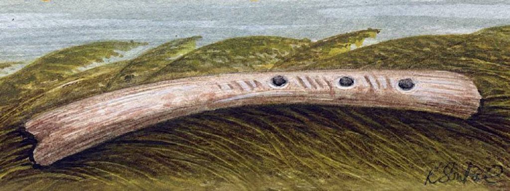 Drawing of swan-bone flute