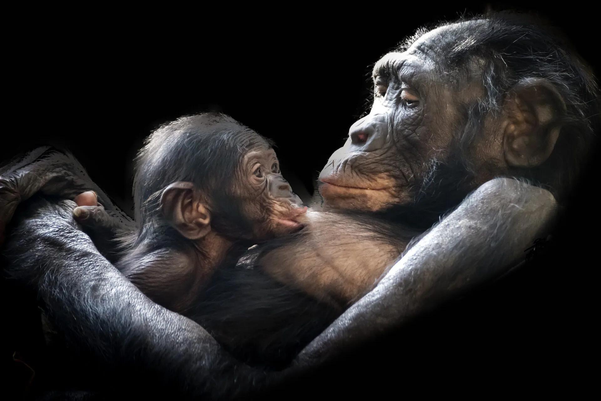 Gorilla nurses her baby skin-to-skin