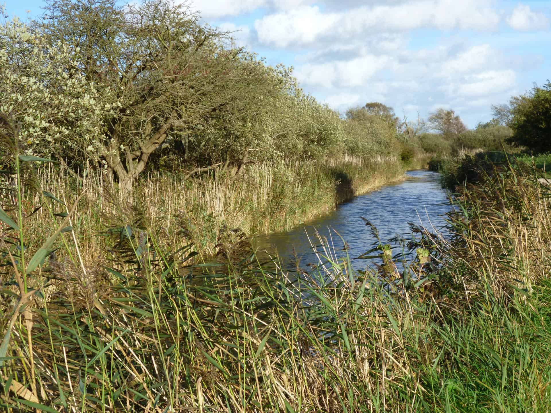A stream running past trees and bushes with a blue sky and some white clouds.